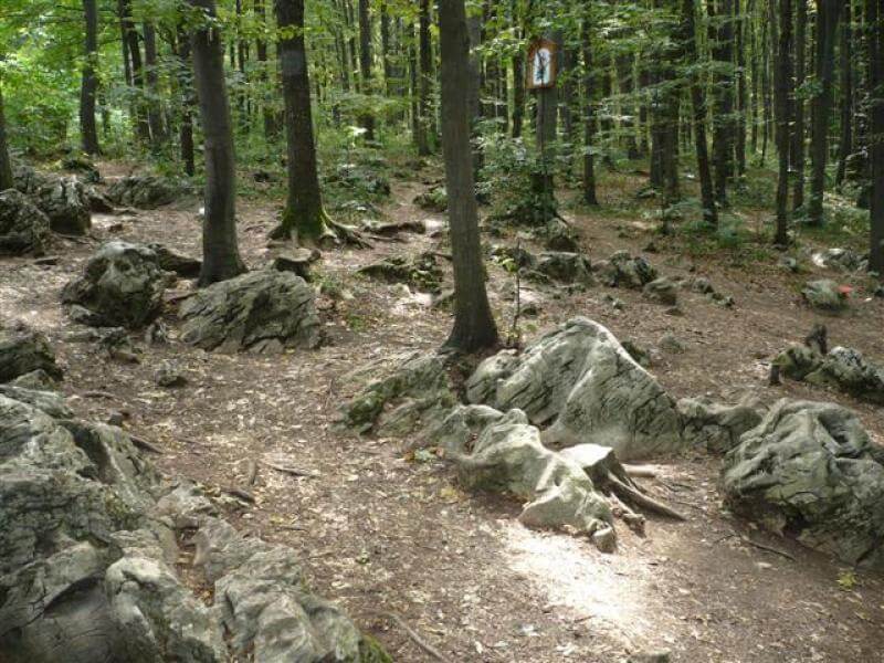 Off-duty guide dogs often wear ...