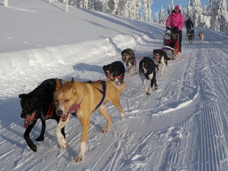 psí spřežení, Pec pod Sněžkou