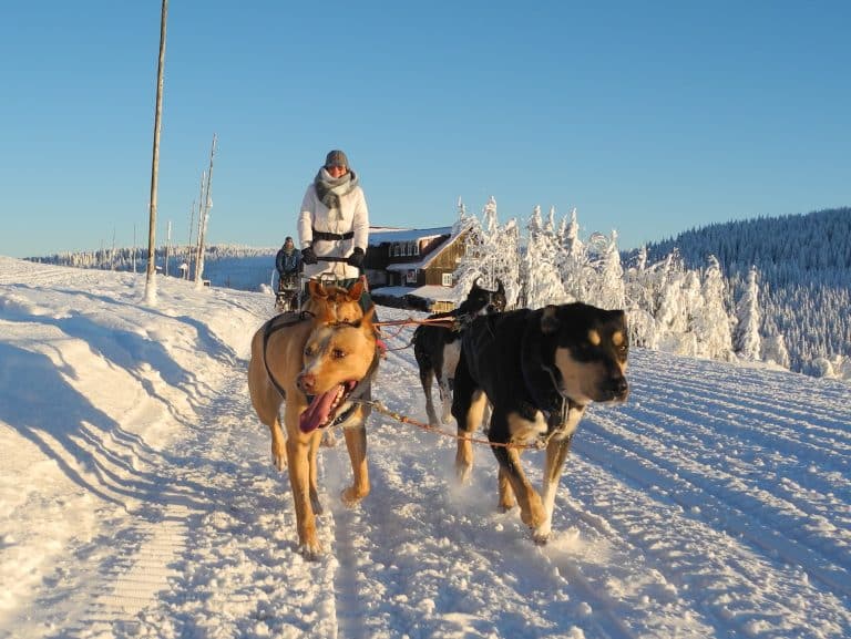 psí spřežení, Pec pod Sněžkou