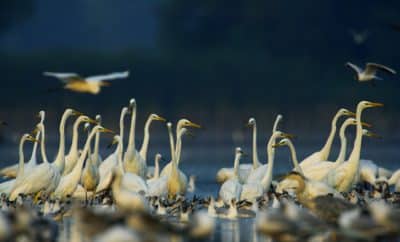 kalotas_zsolt_lehalaszas_KZs