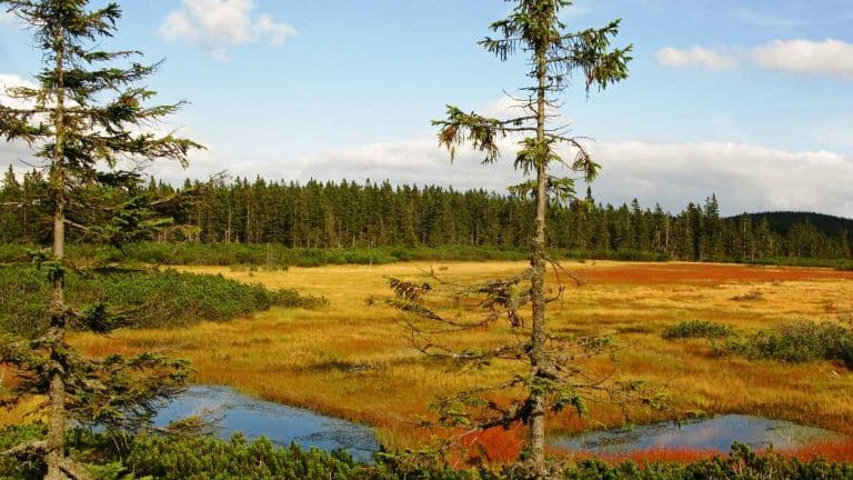 Černohorské rašeliniště, Svatý Vavřinec