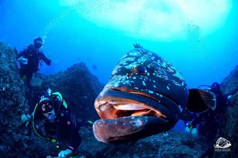 Scorpio Madeira diving center