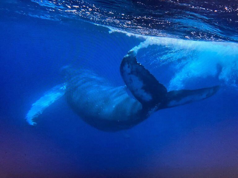 Setkejte se s delfíny a velrybami