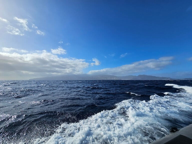 Setkejte se s delfíny a velrybami